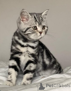 Photo №1. british shorthair - à vendre en ville de Berlin | négocié | Annonce № 139025