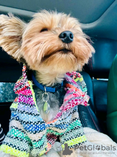 Photo №2 de l'annonce № 126838 de la vente  - acheter à France éleveur