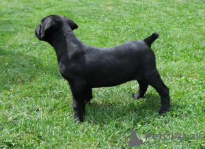 Photos supplémentaires: Chiots Boerboel Mastiff sud-africains