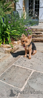 Photo №2 de l'annonce № 175686 de la vente yorkshire terrier - acheter à Belgique 
