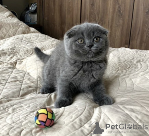 Photo №1. british shorthair - à vendre en ville de Berlin | négocié | Annonce № 93596