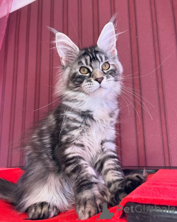 Photo №3. Chaque maison a besoin d'un petit roi. Rencontrez Léo, la punaise câline au cœur. Luxembourg