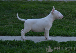 Photos supplémentaires: chiots bull terrier a vendre