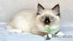 Photo №1. siamois - à vendre en ville de Berlin | 300€ | Annonce № 137227