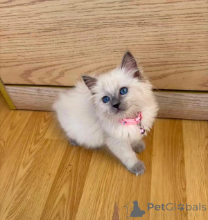 Photo №1. ragdoll - à vendre en ville de Jessen | 350€ | Annonce № 173923
