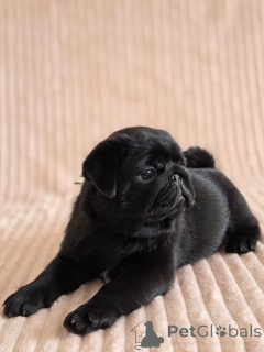 Photo №3. Les chiots mopshond prachtige zoeken een liefdevol new thuis. Pays Bas