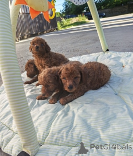 Photo №3. Caniche toy rouge. Serbie