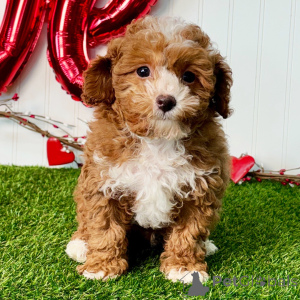 Photo №3. Mâle de 12 semaines Prêt à rentrer à la maison. Allemagne