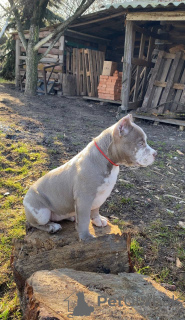 Photo №2 de l'annonce № 94260 de la vente american bully - acheter à République Tchèque de la fourrière