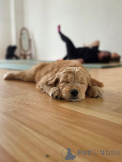 Photo №1. golden retriever - à vendre en ville de Mühldorf | négocié | Annonce №178091