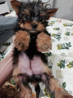 Photos supplémentaires: Chiots Yorkie/Kawaiiork