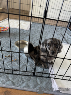 Photo №2 de l'annonce № 152355 de la vente teckel - acheter à Allemagne éleveur