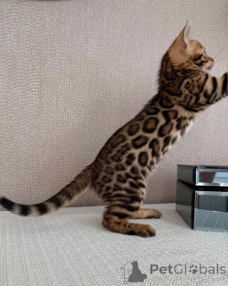 Photo №4. Je vais vendre bengal en ville de Stockholm. éleveur - prix - négocié