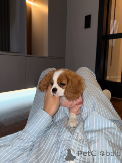 Photo №1. cavalier king charles spaniel - à vendre en ville de Aarau | 630€ | Annonce №159565