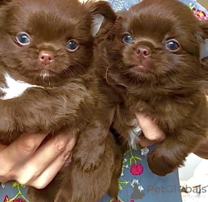 Photo №2 de l'annonce № 159560 de la vente chihuahua - acheter à Allemagne annonce privée, de l'abri