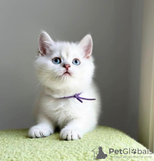 Photo №1. british shorthair - à vendre en ville de Berlin | 379€ | Annonce № 89813