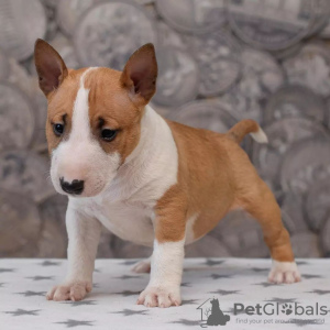 Photo №2 de l'annonce № 84227 de la vente bull terrier - acheter à La finlande annonce privée