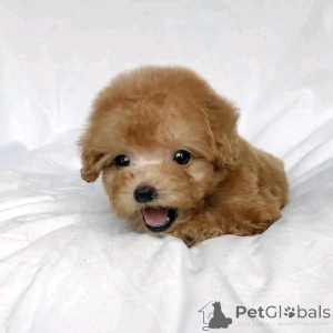 Photo №2 de l'annonce № 138974 de la vente caniche royale - acheter à USA annonce privée, éleveur