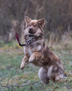 Photo №1. chien bâtard - à vendre en ville de Москва | Gratuit | Annonce №25086