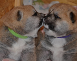 Photo №2 de l'annonce № 5149 de la vente akita (chien) - acheter à Fédération de Russie de la fourrière