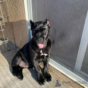 Photo №1. cane corso - à vendre en ville de Gotland | Gratuit | Annonce №119451