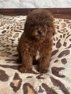 Photo №1. caniche (jouet) - à vendre en ville de Kiev | 1000€ | Annonce №166218