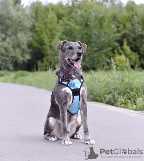 Photo №1. chien bâtard - à vendre en ville de Москва | Gratuit | Annonce №73102