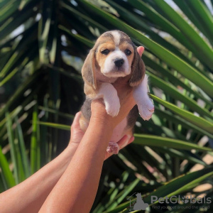 Photo №1. beagle - à vendre en ville de Амстердам | négocié | Annonce №83119