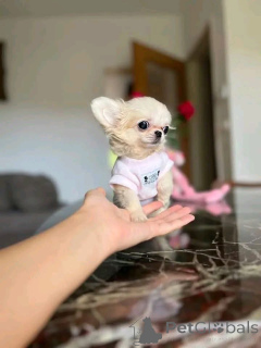 Photo №2 de l'annonce № 168224 de la vente chien bâtard - acheter à USA éleveur