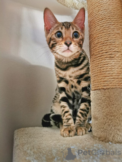 Photos supplémentaires: Chat bengal - Chatons bengals