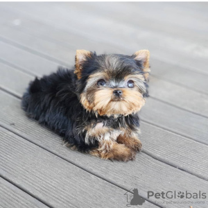 Photo №2 de l'annonce № 111768 de la vente yorkshire terrier - acheter à République Tchèque annonce privée