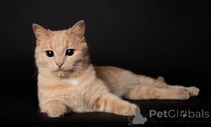 Photo №1.  - à vendre en ville de Minsk | Gratuit | Annonce № 165033