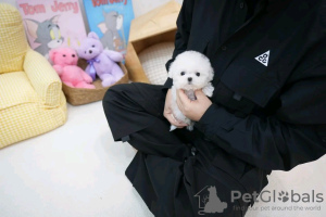 Photo №2 de l'annonce № 132232 de la vente bichon maltais - acheter à USA annonce privée