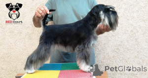 Photo №4. Je vais vendre schnauzer miniature en ville de Leskovac. éleveur - prix - négocié