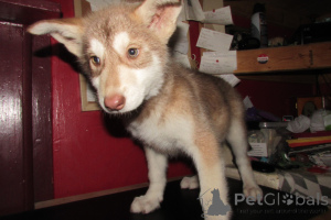 Photo №4. Je vais vendre berger allemand en ville de Charleston. éleveur - prix - 1594€