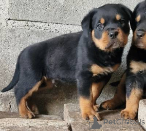 Photo №1. rottweiler - à vendre en ville de Lisbon | négocié | Annonce №126860