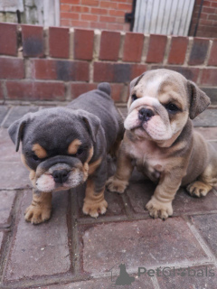 Photo №1. bulldog anglais - à vendre en ville de Bvion | négocié | Annonce №172465