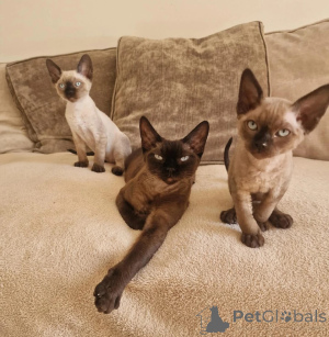 Photo №1. devon rex - à vendre en ville de Bergkamen | 350€ | Annonce № 177567