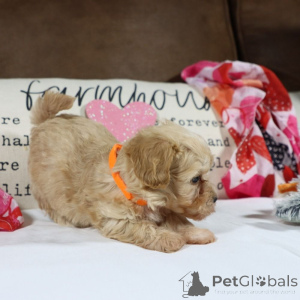 Photo №1. maltipu - à vendre en ville de Berlin | 900€ | Annonce №150161