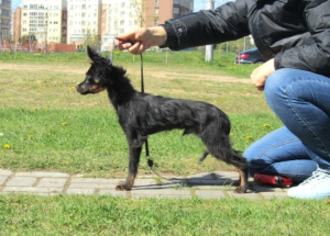 Photo №1. chien bâtard - à vendre en ville de Minsk | négocié | Annonce №6505
