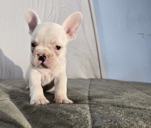 Photo №3. Chiots bouledogue français purs. France