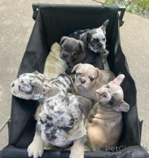 Photo №4. Je vais vendre bouledogue en ville de Viernheim. annonce privée - prix - 580€