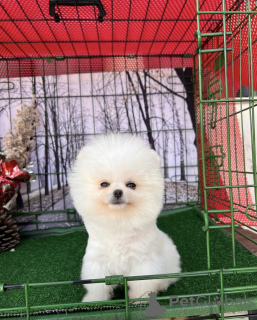 Photo №4. Je vais vendre spitz nain en ville de Калифорния Сити.  - prix - 379€