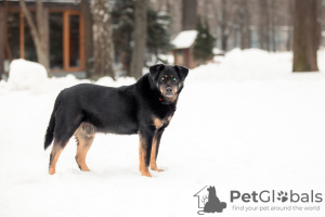 Photo №2 de l'annonce № 98617 de la vente chien bâtard - acheter à Fédération de Russie de l'abri