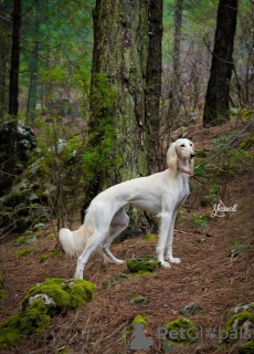 Photos supplémentaires: Chiots Saluki, femelles et mâles