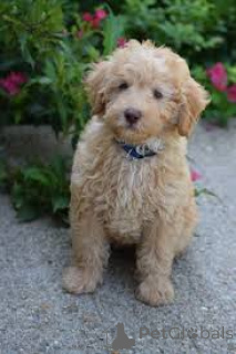 Photo №3. Chiots Labradoodle à vendre. La Grande-Bretagne