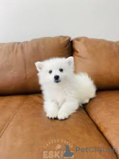 Photo №1. chien bâtard - à vendre en ville de Berlin | négocié | Annonce №136852