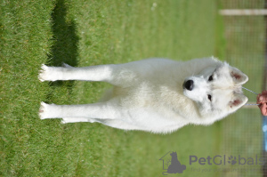 Photos supplémentaires: Husky sibérien à vendre mâle