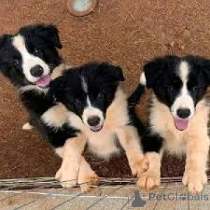 Photo №2 de l'annonce № 165418 de la vente border collie - acheter à L'Autriche annonce privée, éleveur