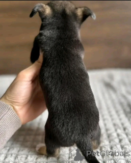 Photo №3. Puppy Chihuahua à tasse de thé pour adoption. USA